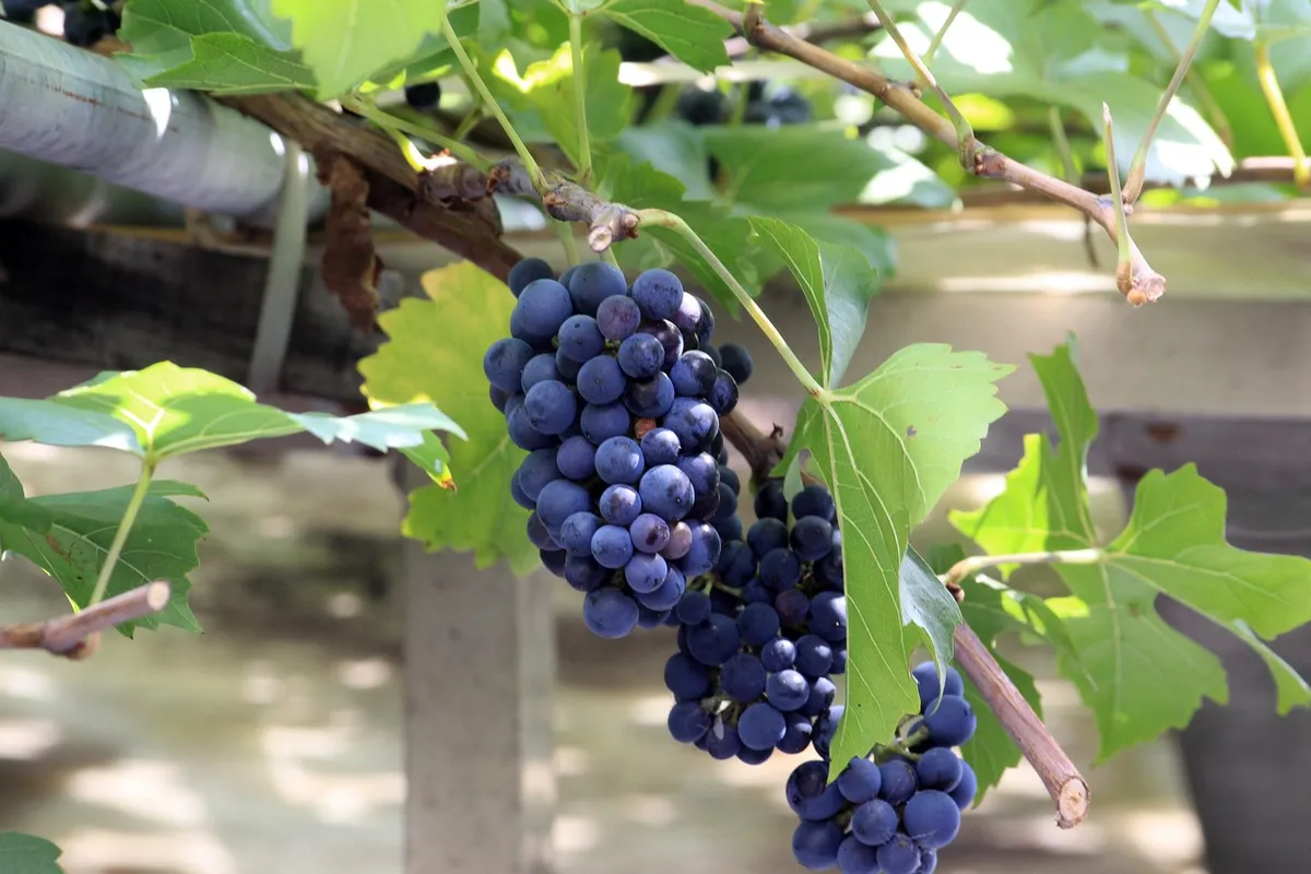 grape, bunch of grapes, tree, fruit, nature, light green, grapes, korea, korea and, summer, cluster, summer fruit