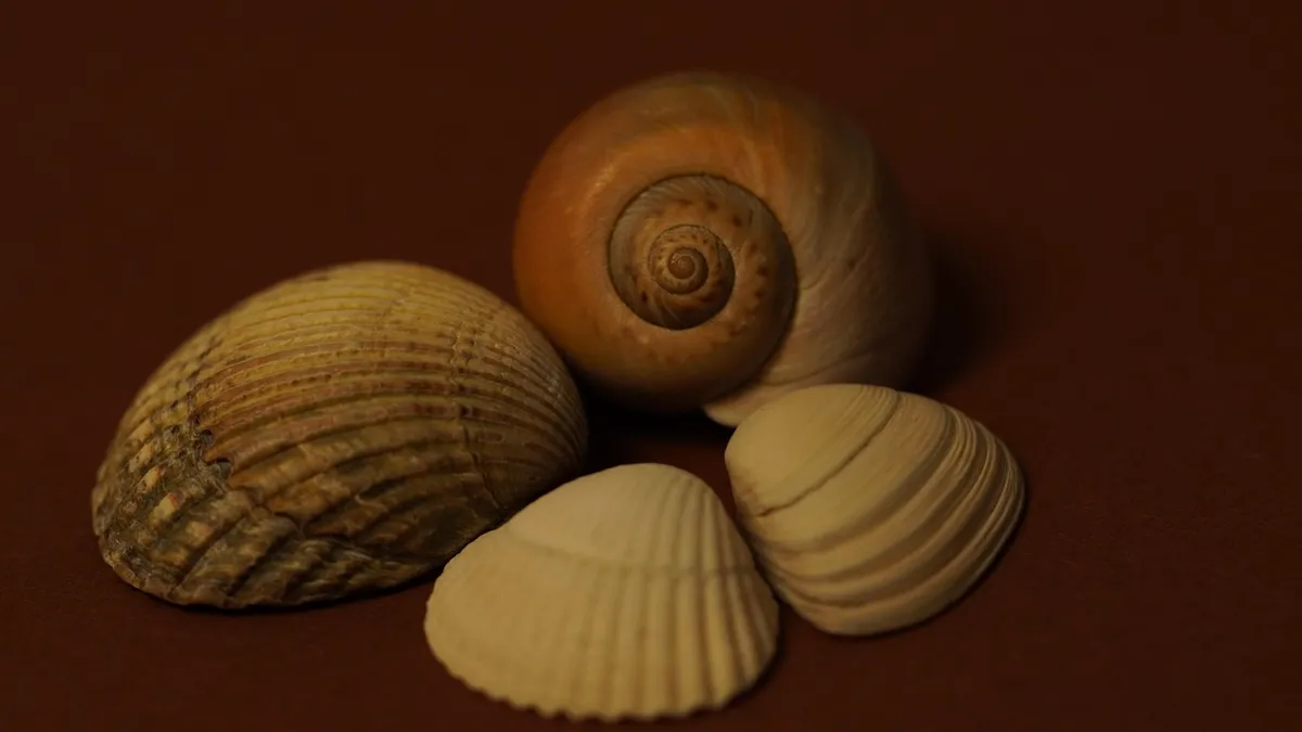 shell, shellfish, free wallpaper, spiral, casing, animals, wallpaper hd, hd wallpaper, beauty, template, mac wallpaper, beautiful wallpaper, cool backgrounds, w